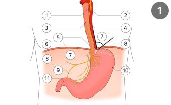 Regular anatomy of the stomach